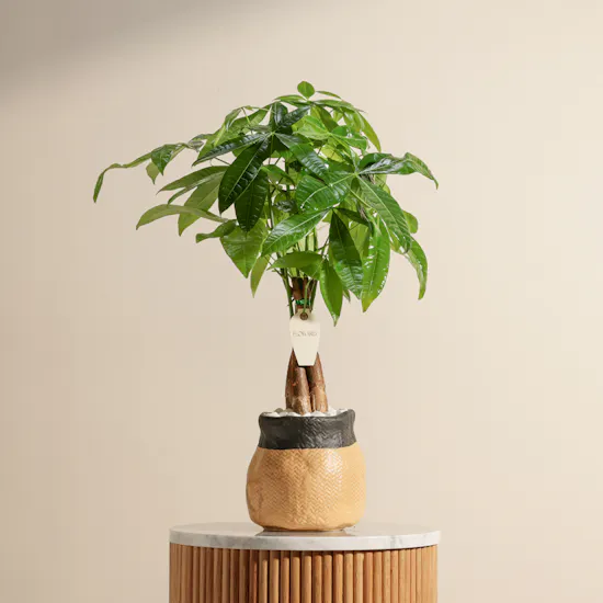 Charming Pachira Plant