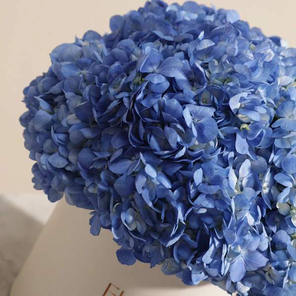 Blue Melody Hydrangea Box | 8 Flowers