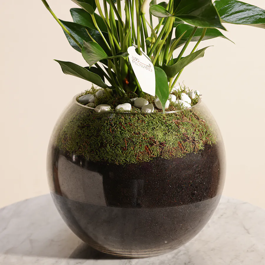 Anthurium Montana  4