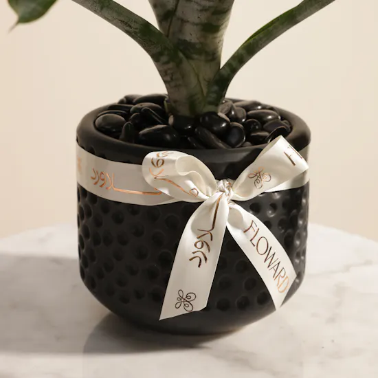 Exotic Rare Aechmea Plant