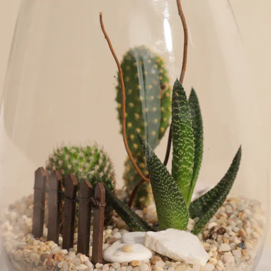 Charming Little Desert | Open Terrarium