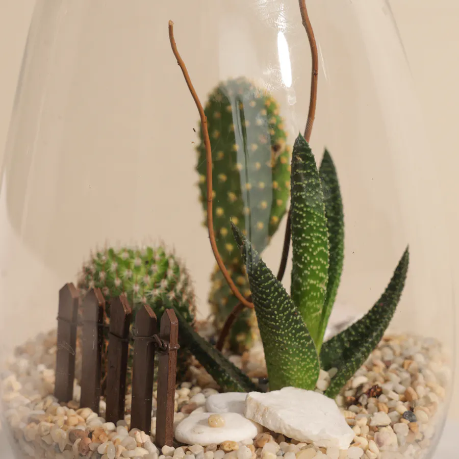 Charming Little Desert | Open Terrarium  2