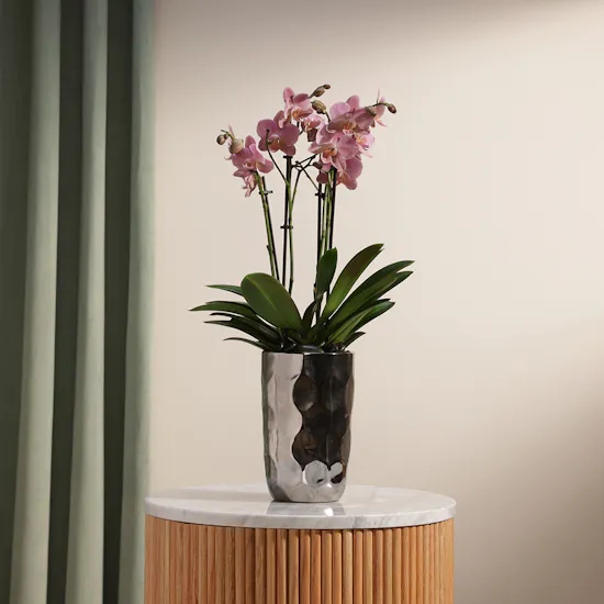 Pink Orchid Plant