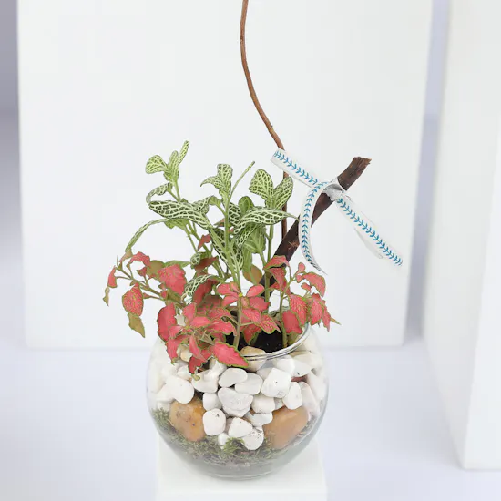 Fittonia Mixed Plant