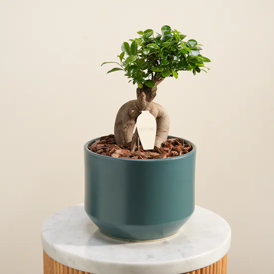 Emerald Harmony Bonsai Plant Vase