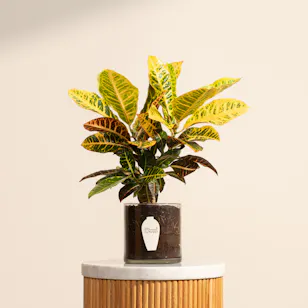 Cheerful Croton Plant