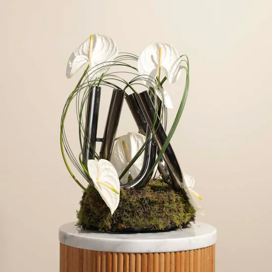 Charming Tangled Anthuriums