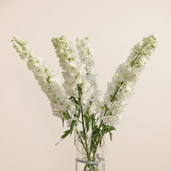 Pure Delphinium Vase