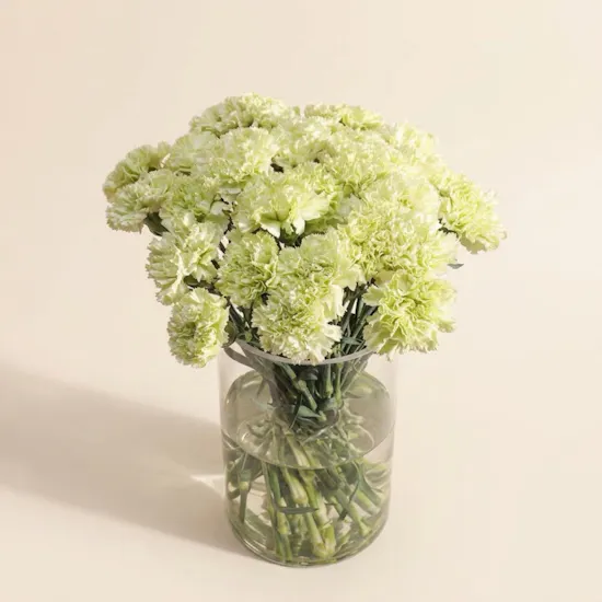 Cheerful Green Carnation Vase