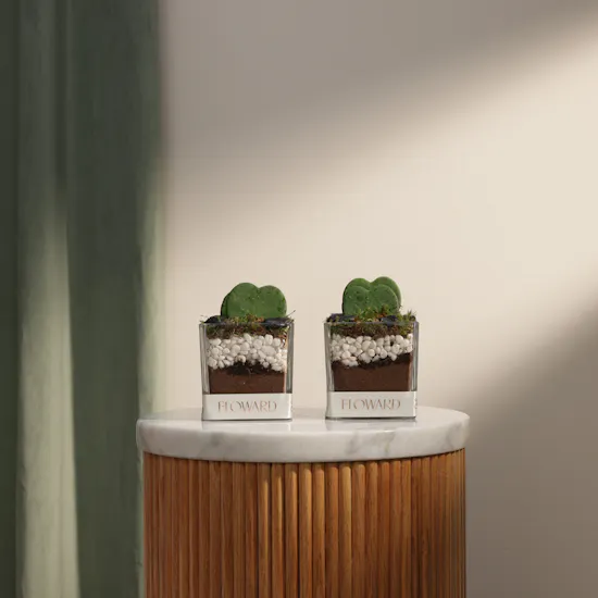 Charm Hoya Kerrii Heart Plants