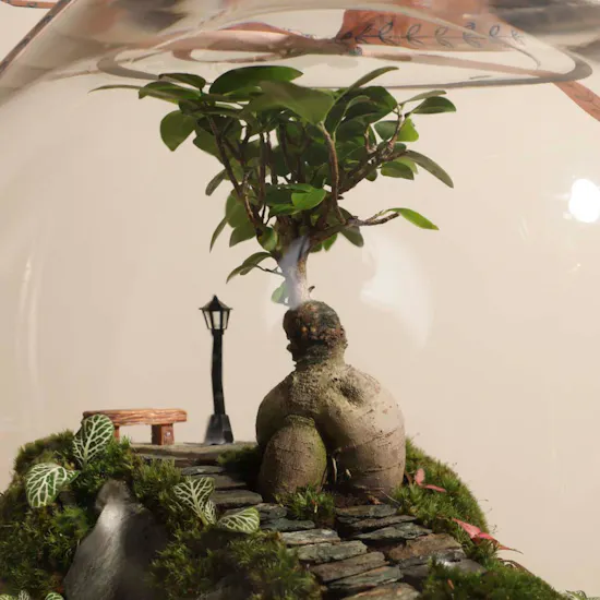 Vibrant Ficus Bonsai Garden | Closed Terrarium