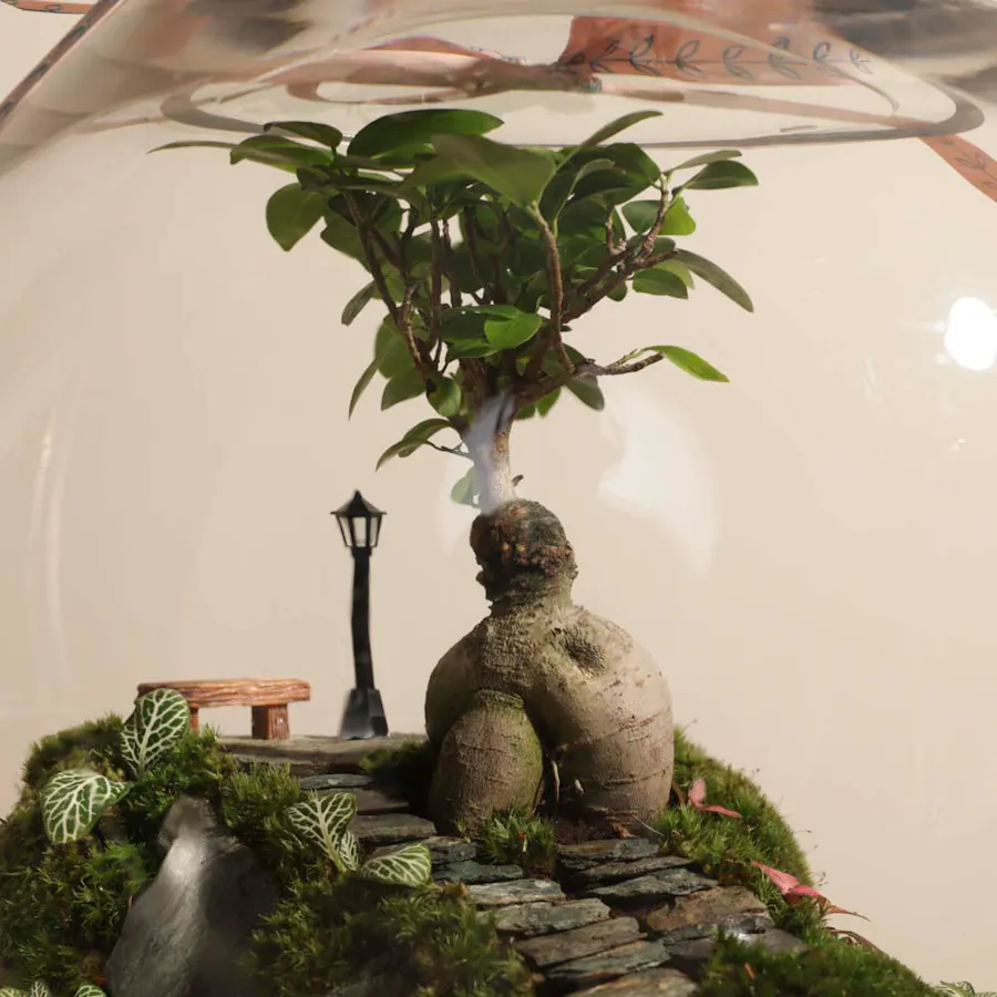 Vibrant Ficus Bonsai Garden | Closed Terrarium  2