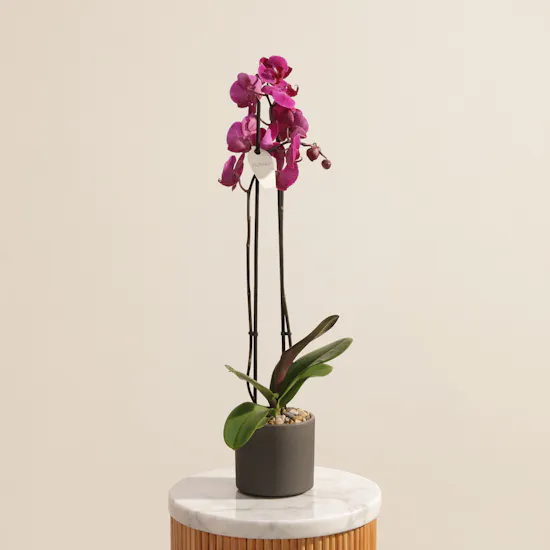 Fancy Purple Phalaenopsis Plant