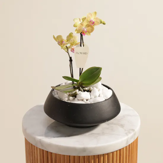 Enchanting Small Yellow Phalaenopsis Plant