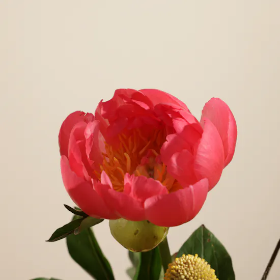 Coral Peony Marble Vase