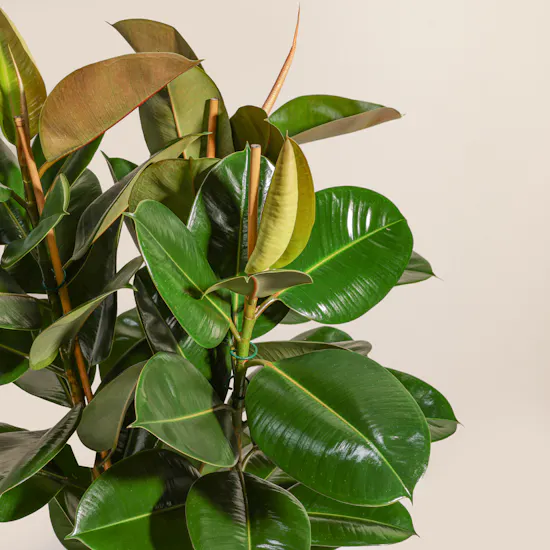 Pure Big Ficus Elastica Plant