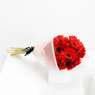 15 Red Gerbera | Pink Wrap