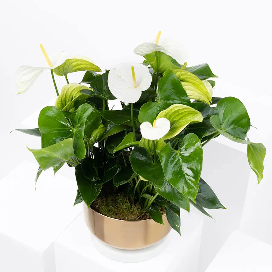Anthurium Montana | Gold Pot 3