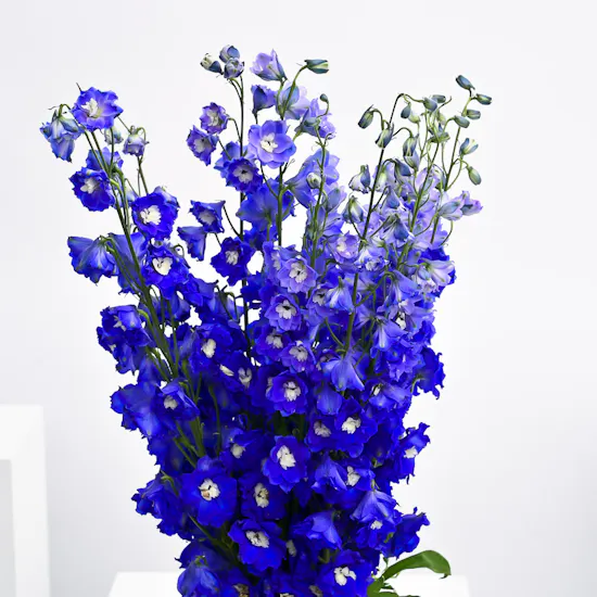 Delphiniums Vase