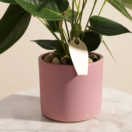 Fancy Pink Anthurium Plant