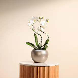 Elegant Zigzag Orchid Plant
