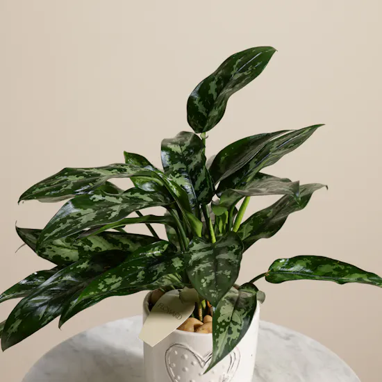 Passionate Aglaonema Maria Plant