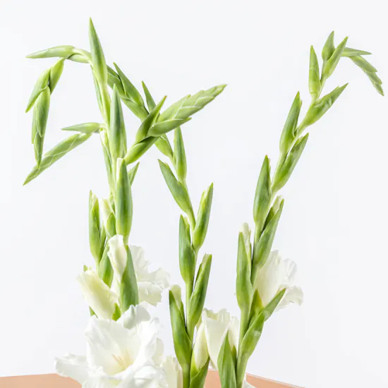 White Gladiolus Bouquet