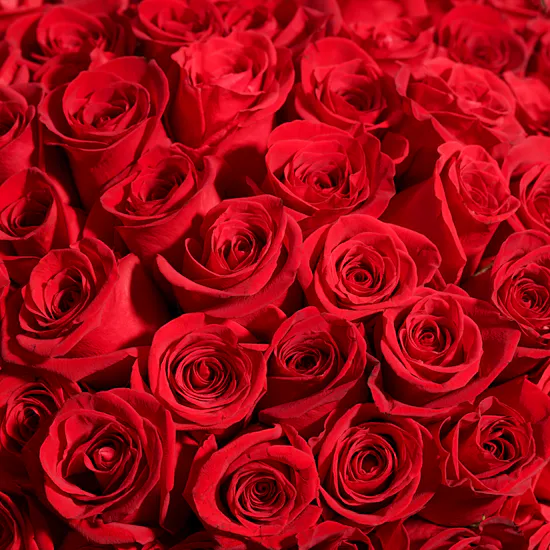 Showstopper | 250 Rose