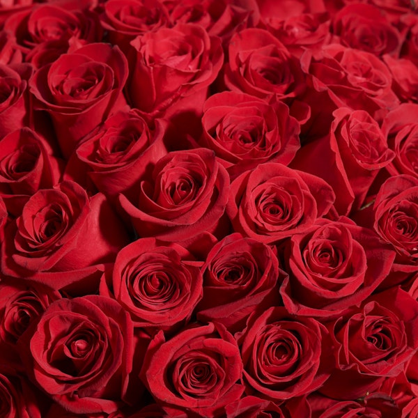 Showstopper | 250 Rose