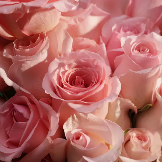 Rose Whisper Bouquet | 50 Roses