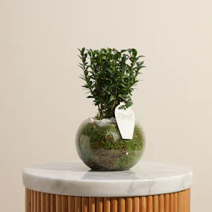 Buxus Sempervirens Plant | Glass Pot