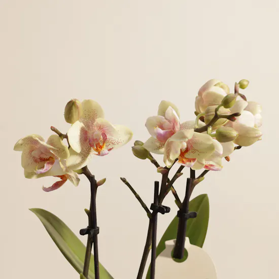 Cheerful Small Yellow Phalaenopsis