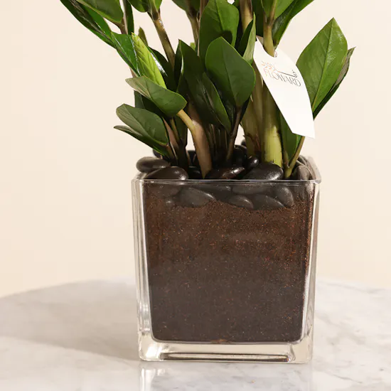 Zamia Plant | Square Glass Pot