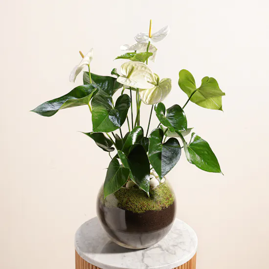 White Anthurium Montana