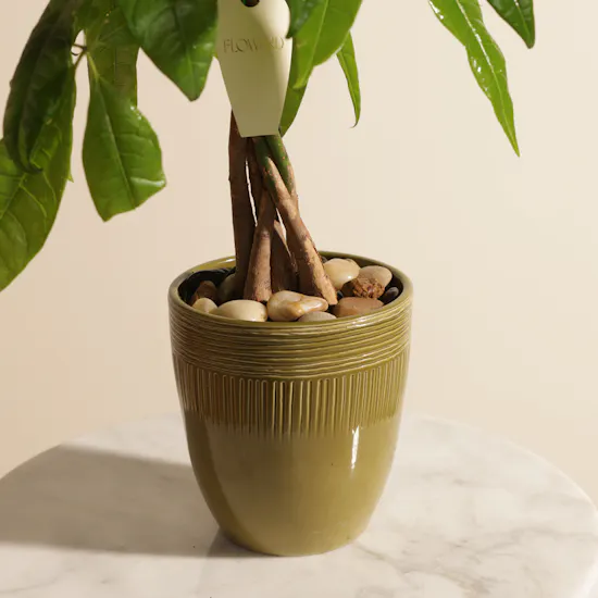 Beautiful Pachira Money Tree Plant