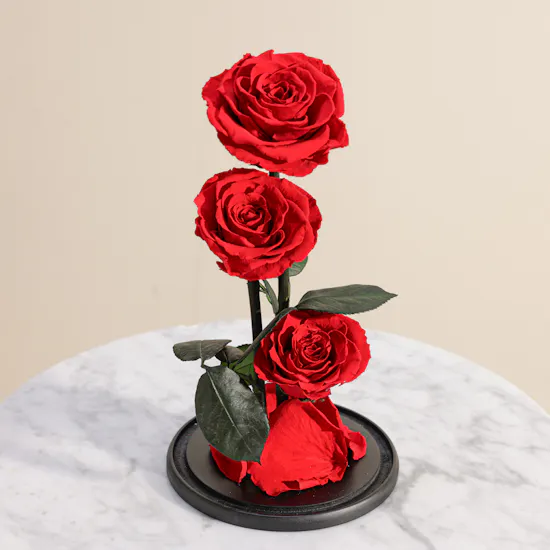 Preserved Red Roses Dome