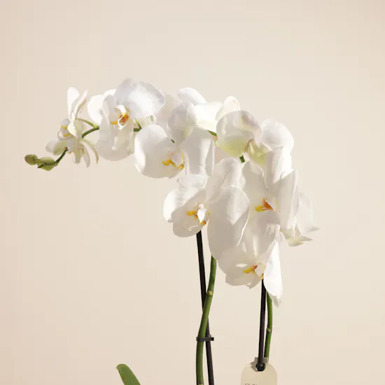 Summer Breeze White Tall Phalaenopsis Plant