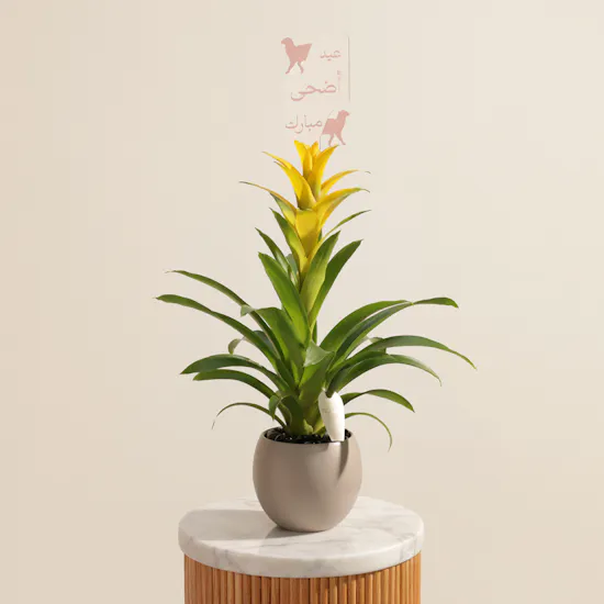 Fancy Yellow Eid Adha Mubarak Guzmania Plant