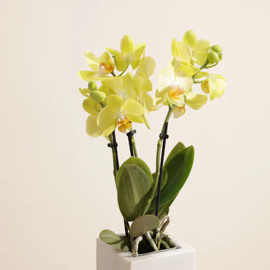 Shinny Yellow Orchid Plant Vase