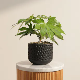 Light Fatsia Japonica Spiderweb Plant