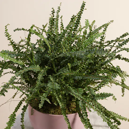 Harmony Greens | Pink Ceramic Pot