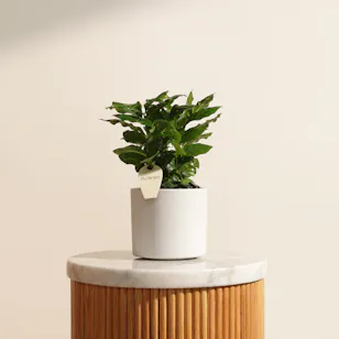 Fancy Coffea Arabica Plant