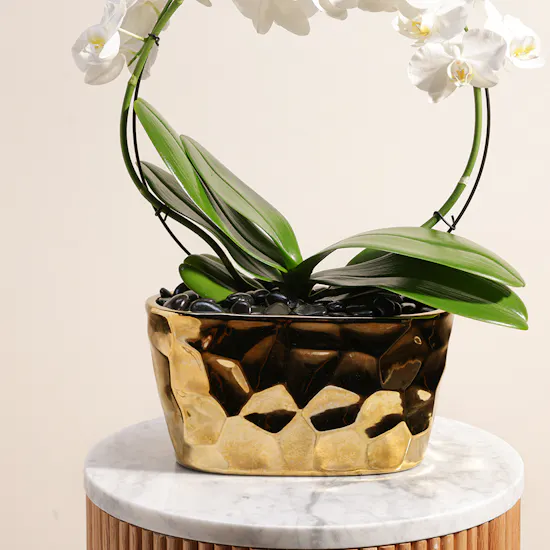 White Phalaenopsis Pot