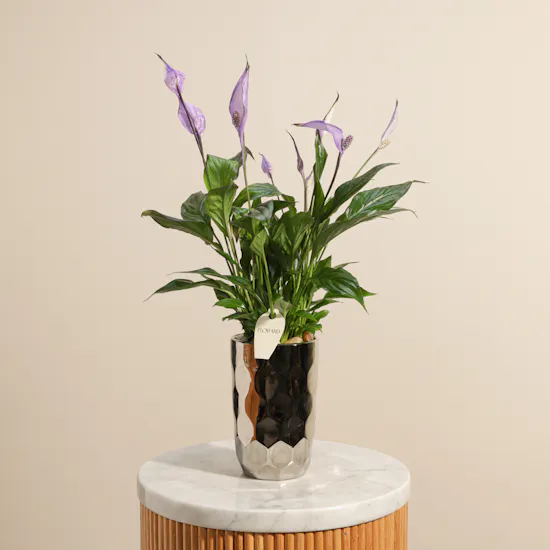 Royal Purple Spathiphyllum Plant