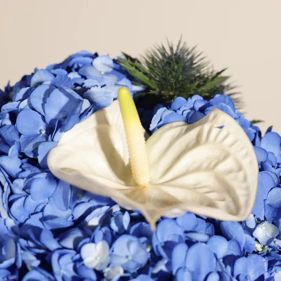 Floward Plain Chocolates | Blue Heart Flowers Box