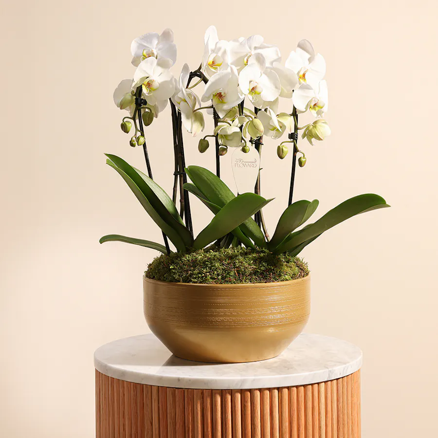The Royal White Orchid  1