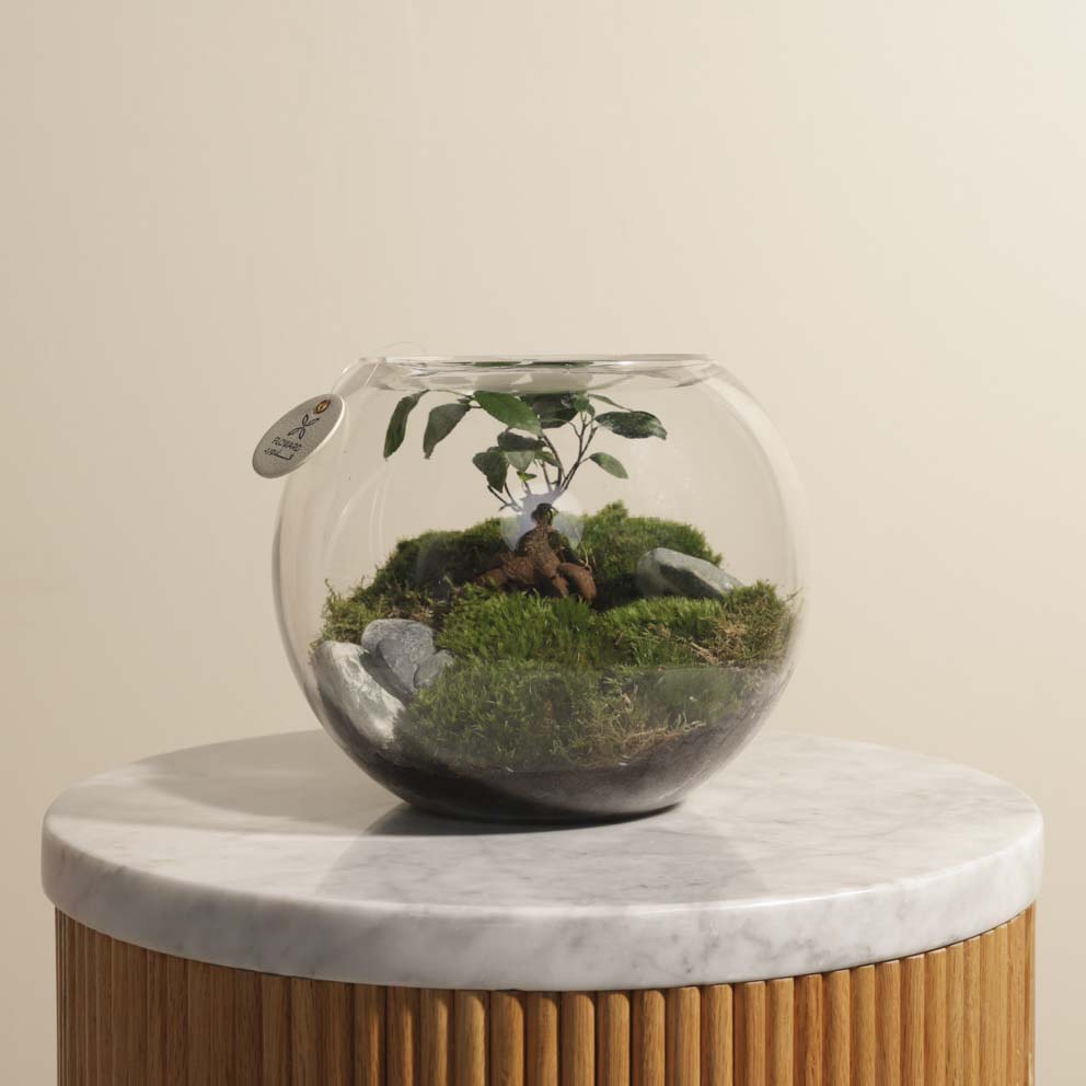 مزهرية نبات التيراريوم رائعة 