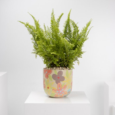 Floral Pot and Plant 