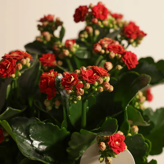 Lovely Pure Red Kalanchoe Plant