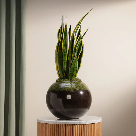 Sansevieria Laurentii
